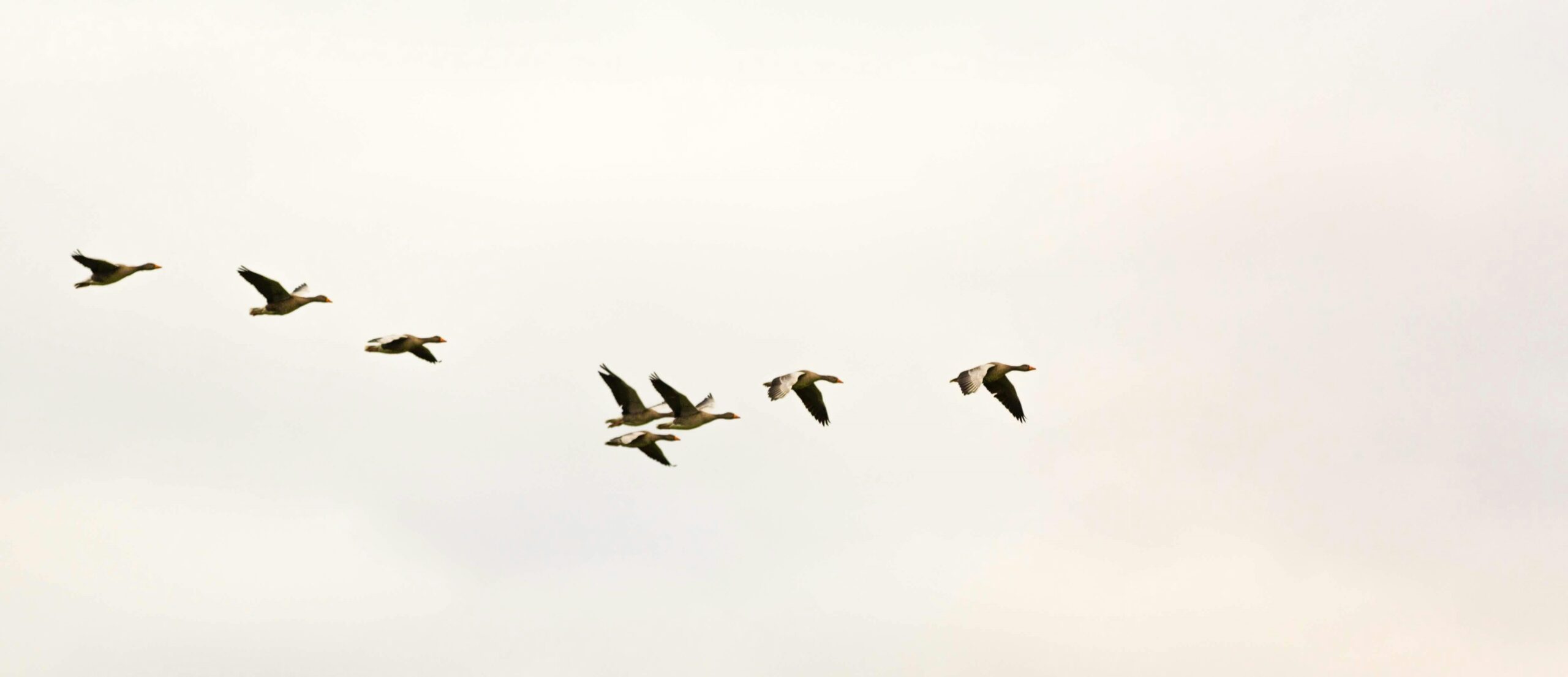 Flocks of birds flying