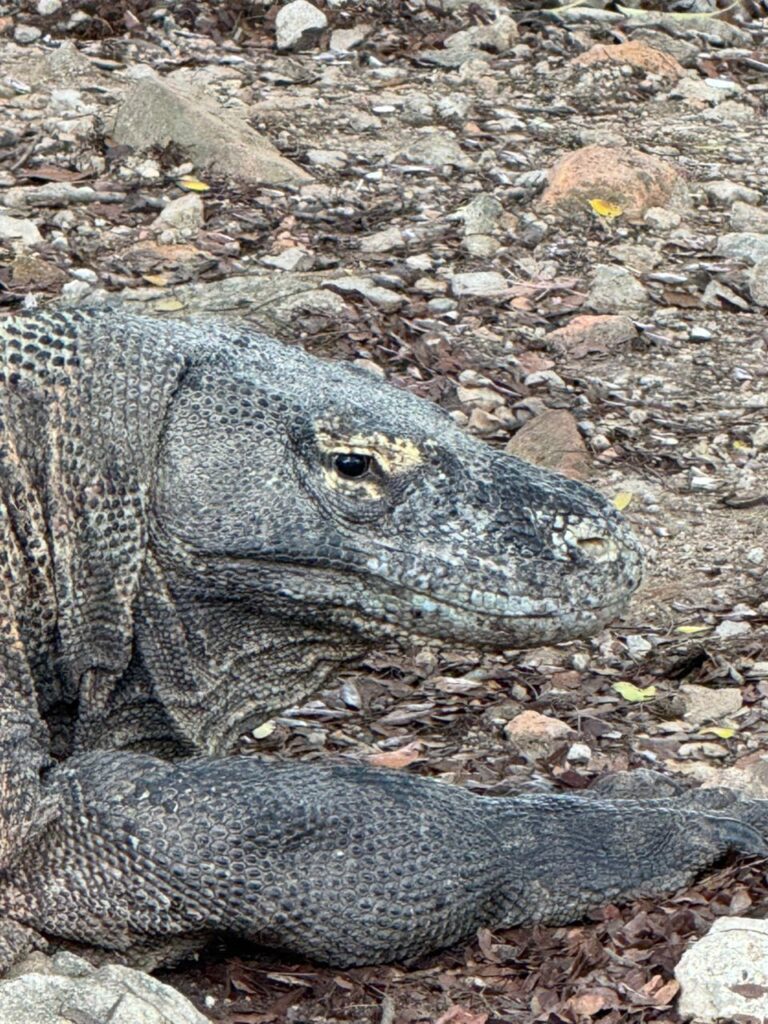 Headshot of Komodo Dragon