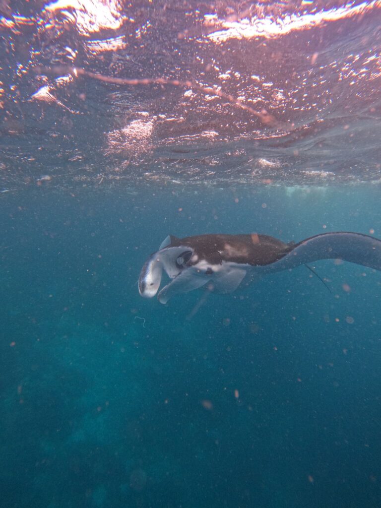 swimming with school of manta rays