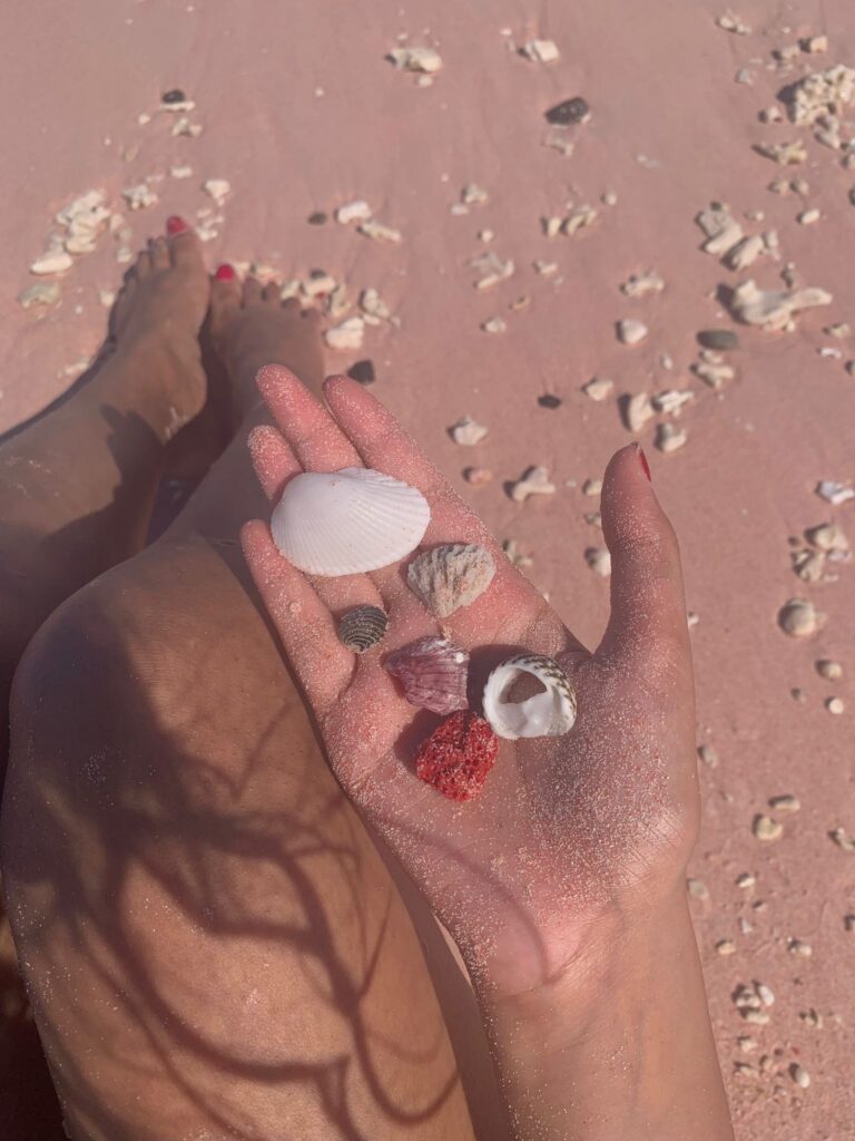 seashells and corals at pink beach