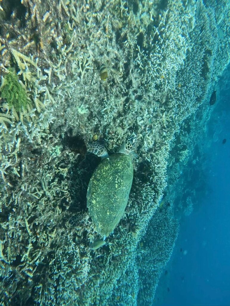 turtle at kelor island dive